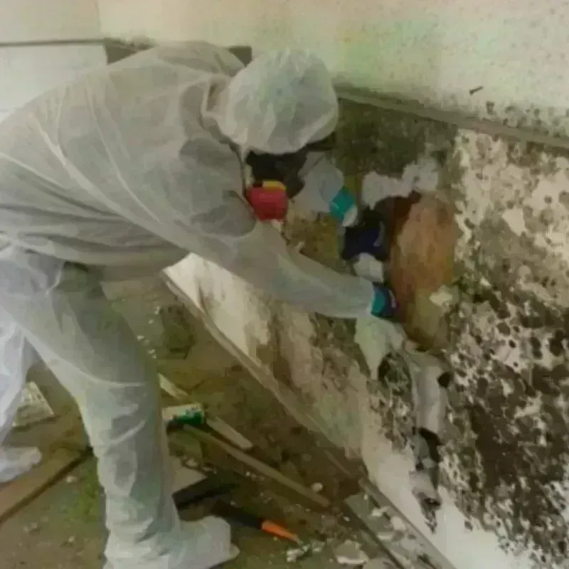 Mold Remediation and Removal in Greenpoint, NY